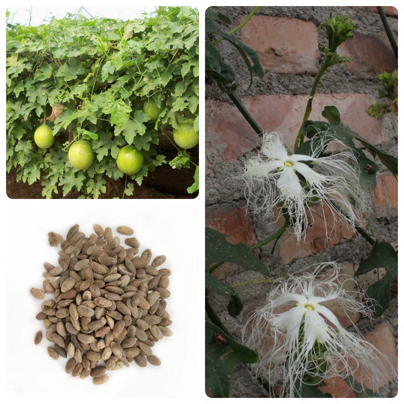 Китайская травяная медицина Trichosanthes kirilowii семена Trichosanthes Новые товары Diaogua Trichosanthes kirilowii Trichosanthes семена Four Seasons посадка рассады