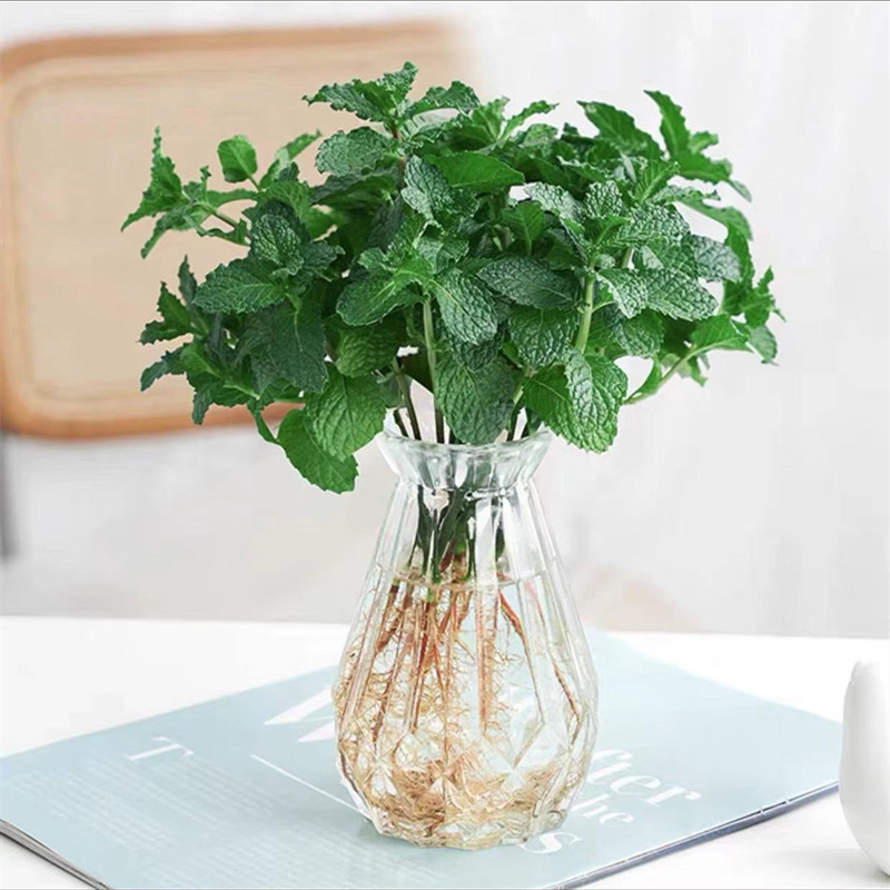 [신수경재배] 엄선된 민트 10개(다이아몬드 화이트 유리병) 무료 크리스탈 머드 +