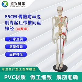 医药教学器材;教学演示用品