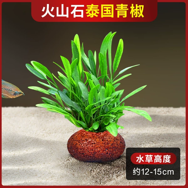 Thai green pepper + single hole volcanic stone