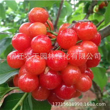 ܇ӘҘ簫ش޽ӹͥԺFϱNֲ{ݮ