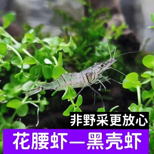 ���ڻ����r��̖�ښ��r���z�儂ë�����^�p�~�׻��B��ˮ���幤���r