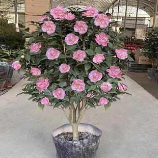 Xiangfei Camellia with Buds Potted Four-Season Camellia Saplings Indoor Balcony Courtyard Easy to Grow Cold-Resistant Florals and Green Plants