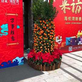 年桔盆栽四季桔朱砂桔带果桃花树年宵花大型公司桔子树金桔年橘树