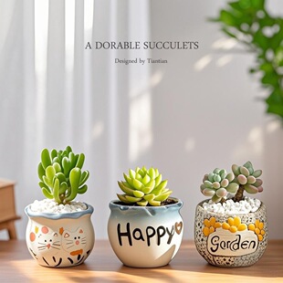 ����ֲ��M���҃�С���Ԏ��մɻ������Ϙ��߶�������Gֲ���Ժ���