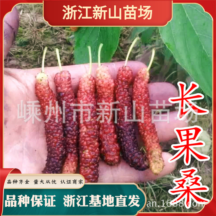 果桑树桑椹苗台湾四季长果桑苗桑葚树苗桑果果树基地直供嫁接超长