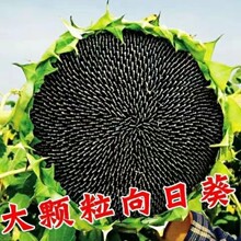 �S�aʳ�����տ����ӷN�Ӵ���M�����N���̨