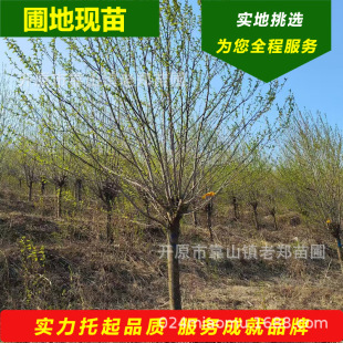 ɽ�ҳ������l�������Ҽt�����ҳ���2-15���փr������^�p���̾G��