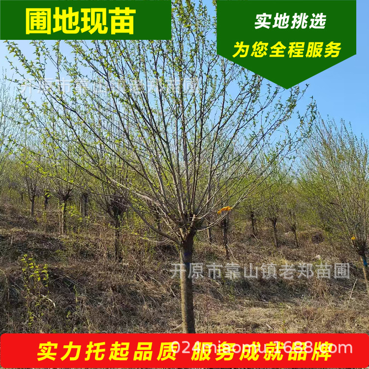 山桃稠李批发丛生京桃红花碧桃稠李2-15公分价格合理观赏工程绿化