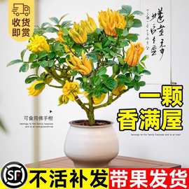 佛手柑树苗盆栽带果室内阳台庭院老桩金华佛手鲜果树好养花卉绿植