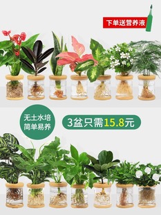 ˮ��ֲ�����ԾG�}�d�ӻ��k���҃Ȼ���С�Gֲ�ļ����B����ˮ�B����