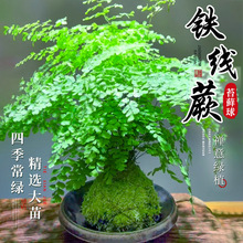 �F��ާ̦�\������ˮ��ֲ����~���w�͏d�Gֲ�҃���������ȩ���B��