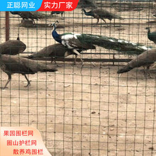 养殖铁丝网养鸡围栏网果园防护网圈地护栏网围栏网养鸡铁丝网公路