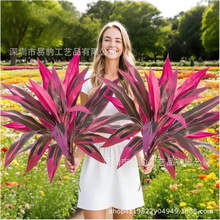 �羳Outdoor Fake Boston Ferns Potted�����������ľ��Ѫ���콶