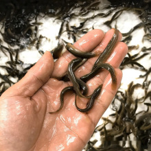 台湾泥鳅苗小泥鳅鲜活宠物鱼龙鱼乌龟筏钓小鱼淡水饲料鱼泥鳅