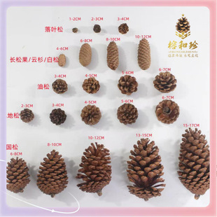 ?�ɹ� ��Ȼ�ɹ� ������ ������ ���ɹ� �����^ �ɻ� �ɹ���ˇƷ