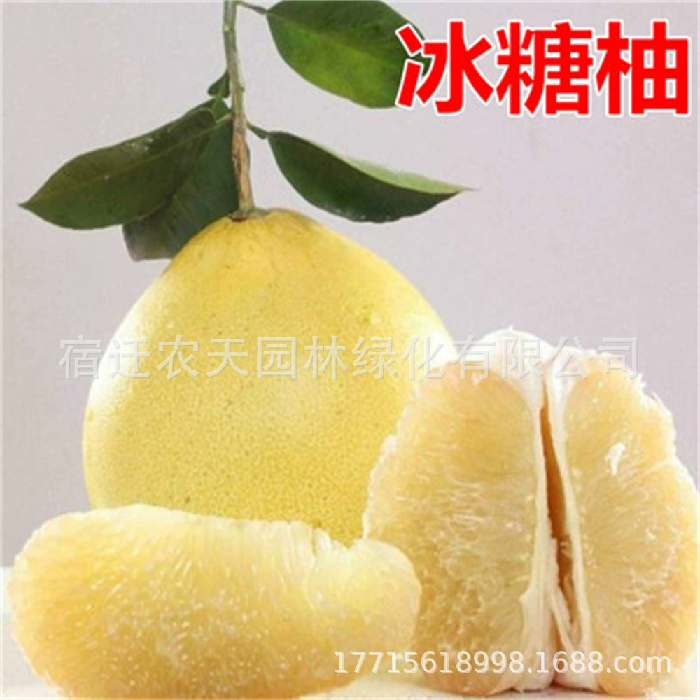 Юйхуань Вендан Помело Рассада Прививка Рассада Помело Вендан Помело Рассада Сад Балкон Посадка Комнатные фрукты Рассада