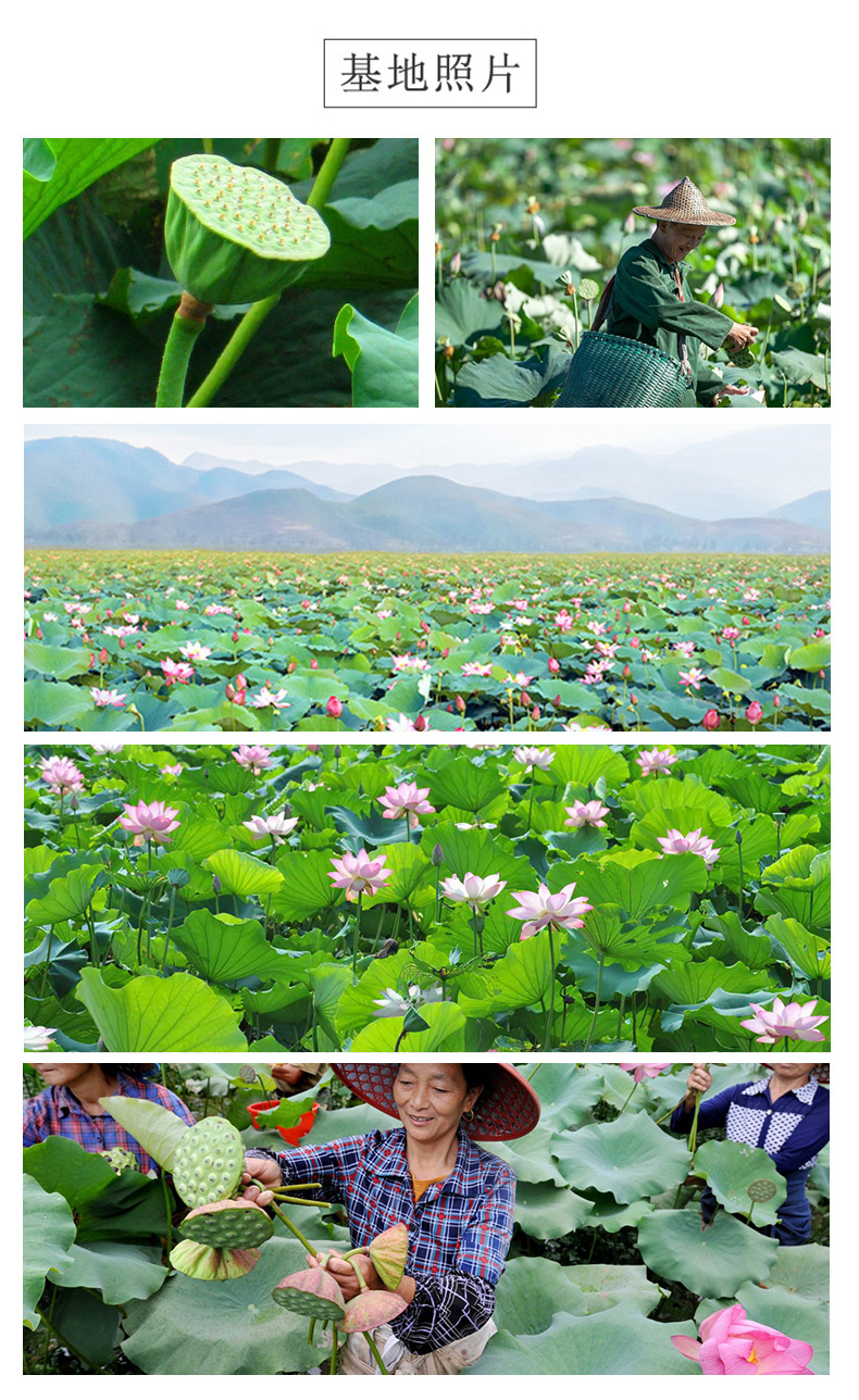 Lotus Plumule Lian Zi Xin 500g Dried Lotus Seed Core Herbal Tea Hunan Origin quality and texture