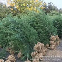 雪松树苗雪松小苗黑松小苗罗汉松树苗雪松苗白皮松小