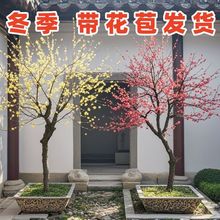 腊梅树苗绿梅红梅红须朱砂梅乌梅花老桩盆栽花卉耐寒植物庭院四季