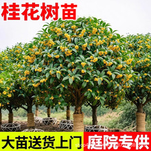 桂花树苗庭院地栽四季桂金桂丹桂南北方种植室外四季浓香绿化植物