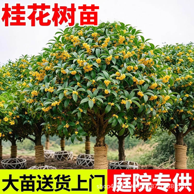 桂花树苗庭院地栽四季桂金桂丹桂南北方种植室外四季浓香绿化植物