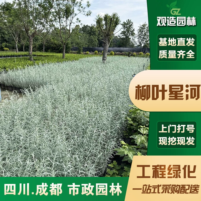 Саженцы звездной реки с листьями ивы, Сычуаньский ландшафтный дизайн, сад, двор, цветочное зеркало, серебряный лист, цветочное лиственное растение, почвопокровное растение, цветочные саженцы