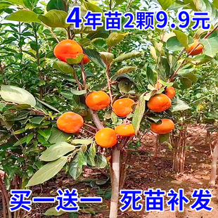 Persimmon Saplings Grafted with Seedless Extra-Large Persimmons, Japanese Sweet and Crisp Persimmons, Fruit Saplings Planted in the South and North That Bear Fruit in the Same Year