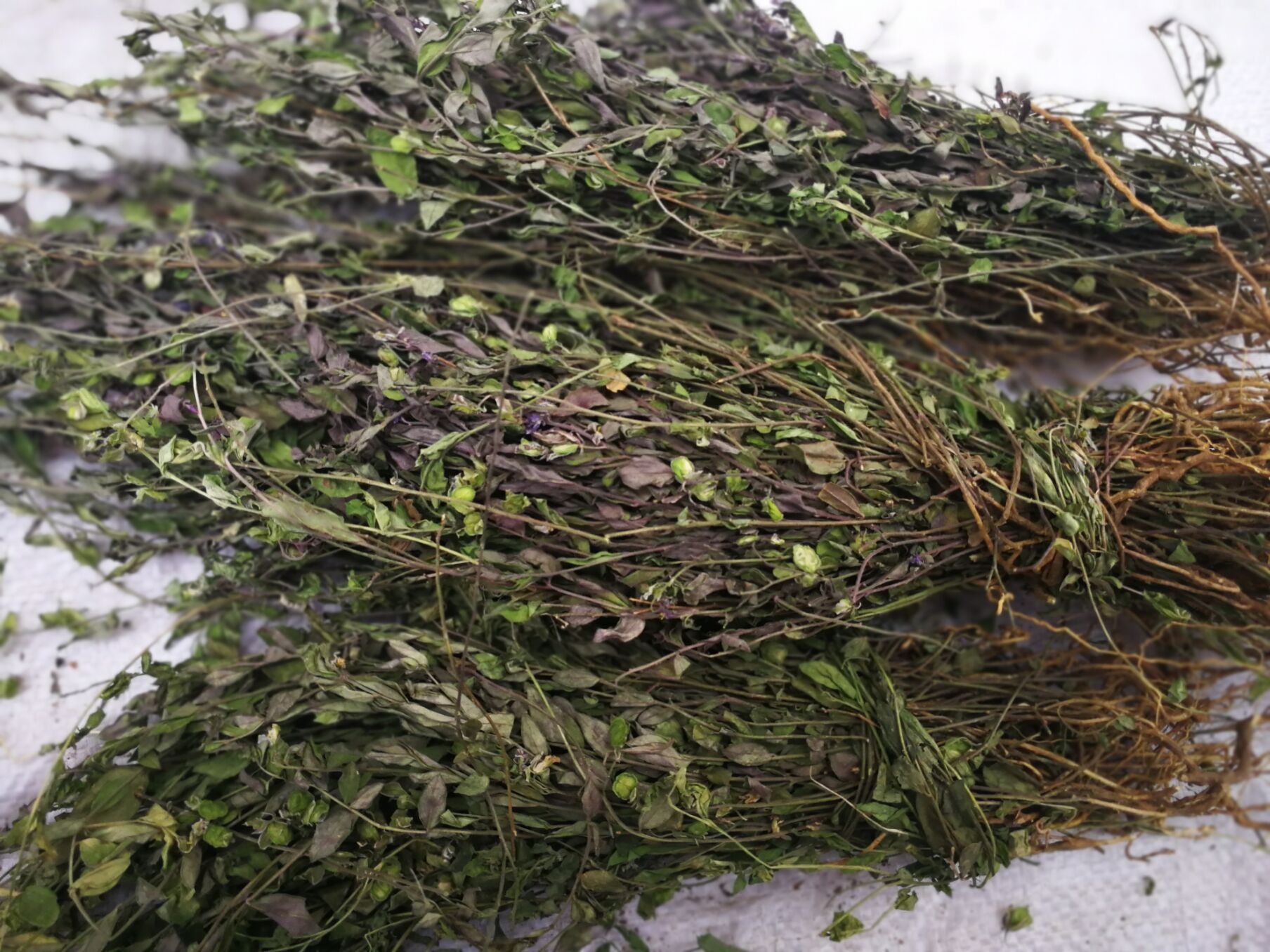 瓜子金草 中药材来马回 小远志银不换瓜子草辰沙拦路枝勒马回