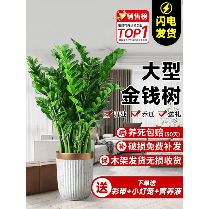 Денежное дерево горшечная гостиная с большим цветочным горшком