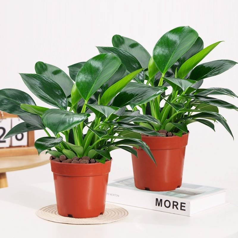 골드 다이아몬드 3 개 25-30cm 냄비 2 개 특별 제공 + 오리지널 흙 냄비 + 영양 용액