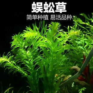 [2200+ People Order Within One Week] Fish Tank Lazy Water Plant Landscaping Aquarium with Real Oxygenation in the Middle and Back