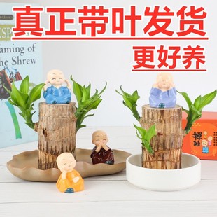 ����ľˮ�����\ľ�k��������Gֲ�������ļ��䘶ˮ��ֲ��S�ҹ���