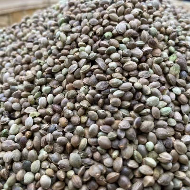 Huo Ma Ren Hemp Seed 500g Dried Huo Ma Zi Food Grade Raw Herb for Oil Pressing and Bird Feed key features