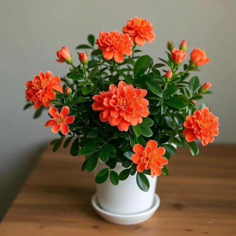 신제품 적자 프로모션 : 방 전체에 향이 가득한 내한성 [빨간색과 주황색] + 비료