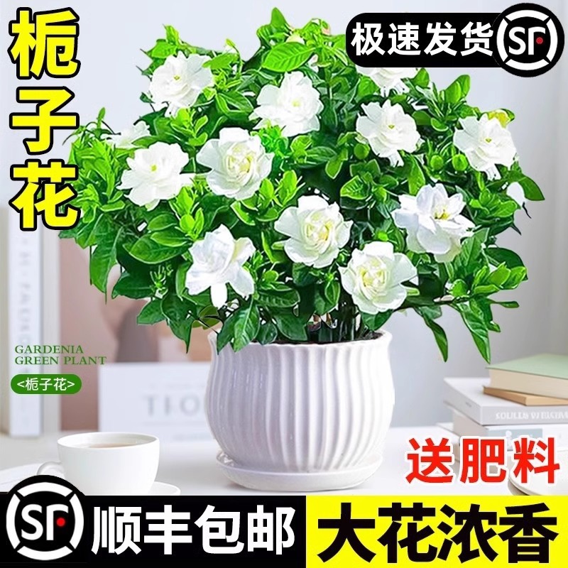 栀子花盆栽树苗带花苞阳台好养植物室内阳台水培绿植四季茉莉花卉