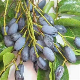 正品潮汕青橄榄苗甜种橄榄嫁接苗三棱橄榄乌橄榄水果树苗当年结果