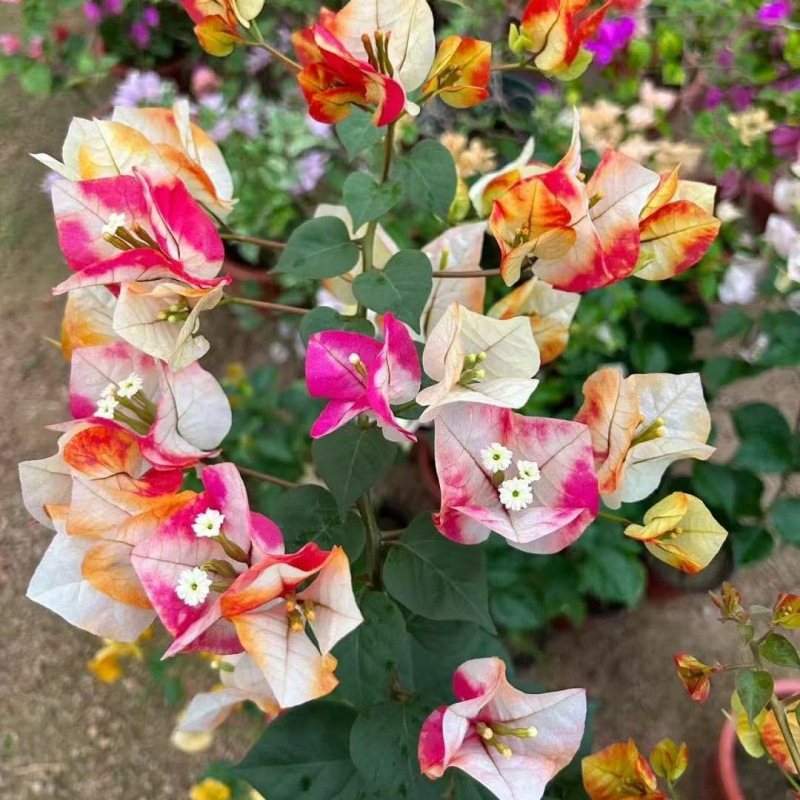 클래식 핫 스타일(다양한 화보)