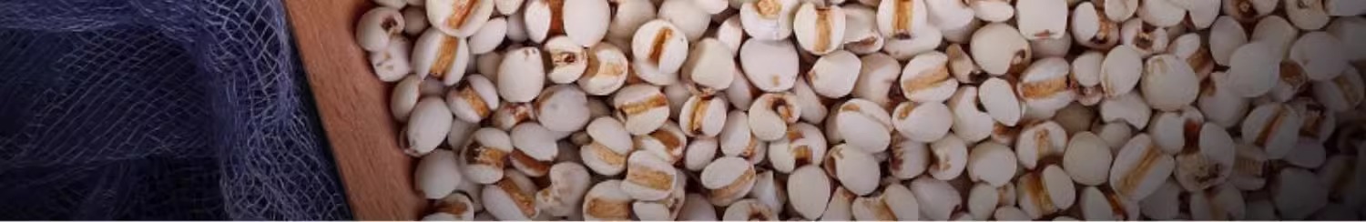 Coix Seed Yi Yi Ren 140g Jar Dried Job's Tears Granules for Soup Congee and Herbal Tea preparation