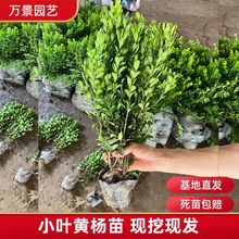 С~S玧IB40ֹSļͺͺͥԺGh