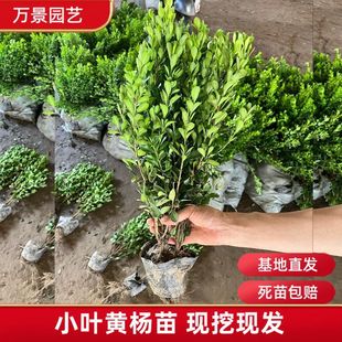 С�~�S���玧�I�B��40���ֹ����S������ļ������ͺ��ͺ�ͥԺ�G�h