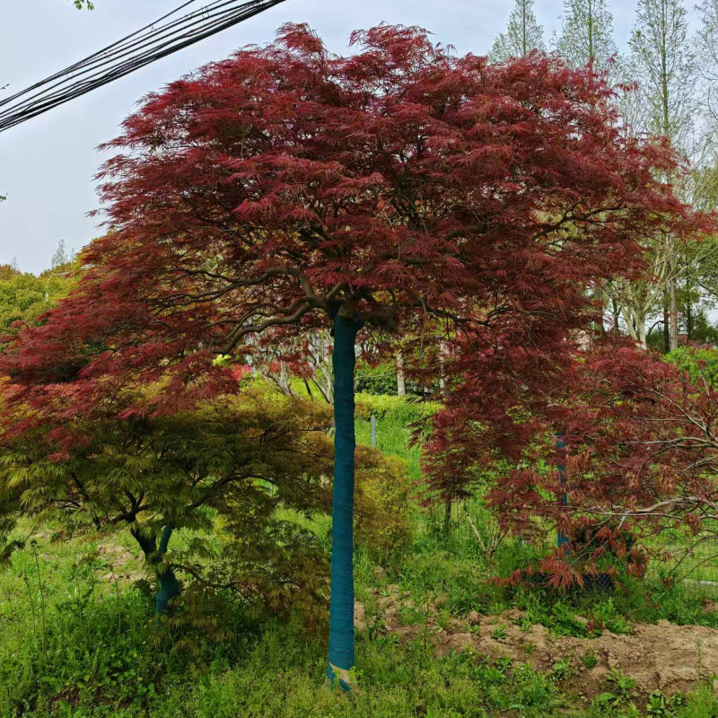 红枫树苗羽毛枫庭院风景树园林绿化彩叶工程苗羽毛枫小苗