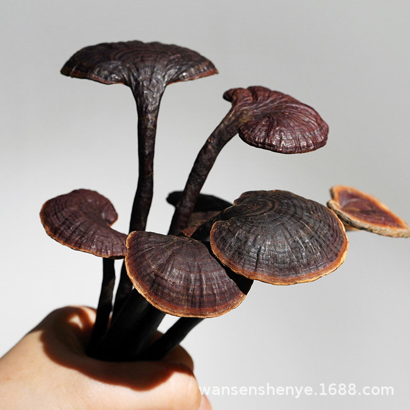 西藏竹靈芝整枝靈芝特産小朵幹貨非長白山赤林芝泡水煲湯材料250g