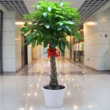 ҃ȴ;Gֲ pӰlؔ kԃ՚_Iwֲ