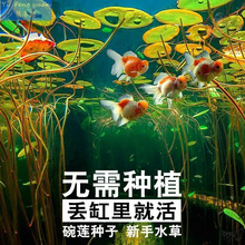 �����~��ˮ��ֲ�ﾰ�^ֲ����ͥԺ�\��ˮ��С�������҃ȸ�Ƽ�U��