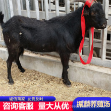 ��ɽ����w�������u�� ��ɽ�� Сβ�����Bֳ�����F؛