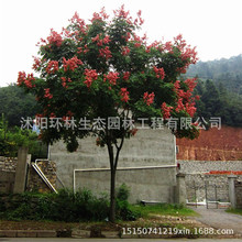 ����繫�@��·ͥԺ�L���ߗU�乩�����N�G����ľ���l������ֱ�N