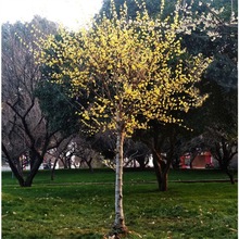 庭院原生高杆腊梅花树苗盆栽老桩耐寒花卉植物阳台冬季开花浓香型