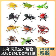 ���挍�����xģ�����35cm��ߴ�֩��Λρ���12ֻ�x���ɫ����