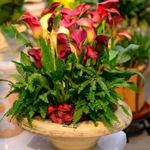 批发彩色马蹄莲 马蹄莲种球大球颜色齐全成活高盆栽种球量大优惠